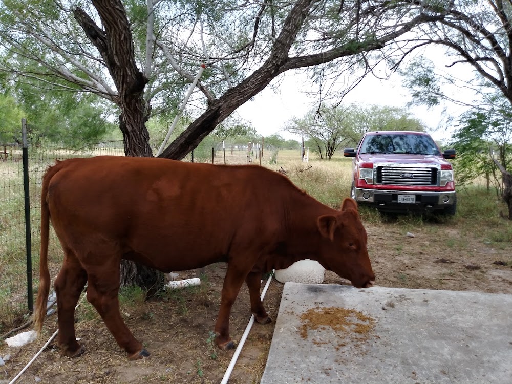 Rio Grande City Cisd Grulla photo 2